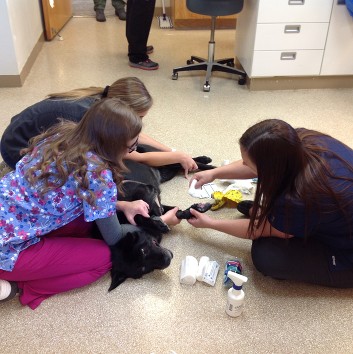 Clover receiving a bandage change