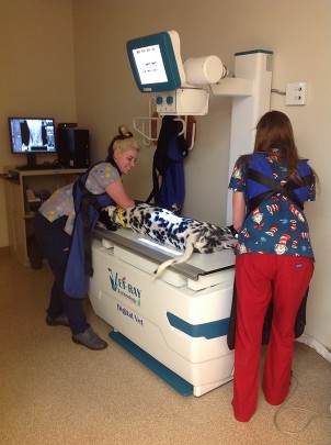 Dozer having abdominal radiographs performed