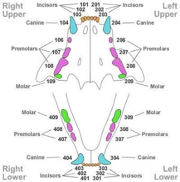 Feline Dental Chart