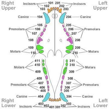 Canine Dental Chart 