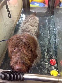 Patchouli in the underwater treadmill