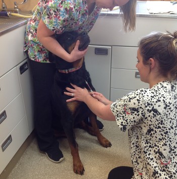 Dixie having her blood drawn from her jugular vein