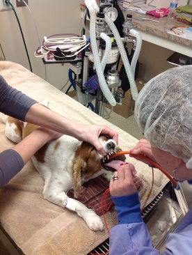 An endotracheal tube is placed