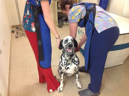 Dozer getting measured for abdominal radiographs