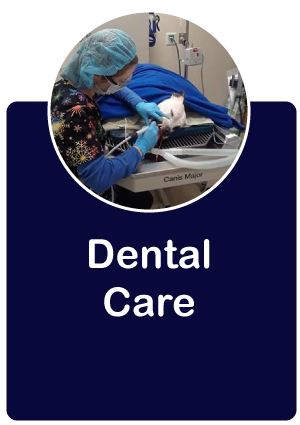 dental care