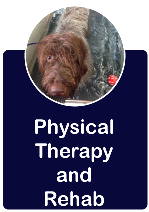physical therapy and rehab