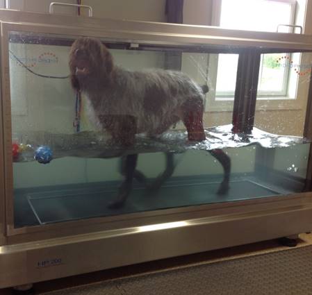 Patchouli in the underwater treadmill